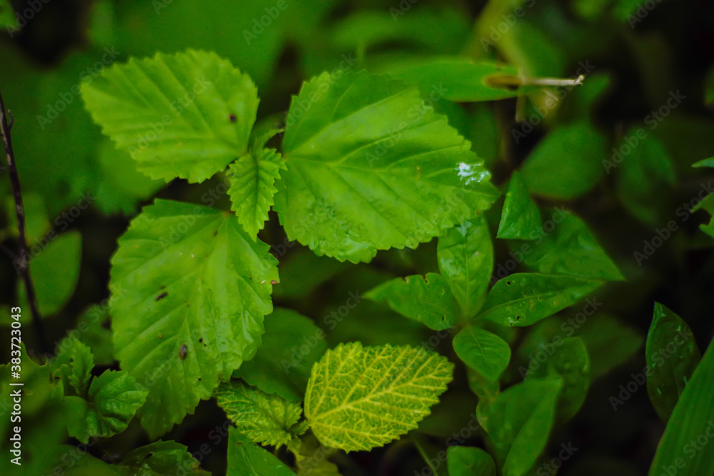 Green leaves texture background, Natural background and wallpaper Green leaves texture background, Natural background and wallpaper