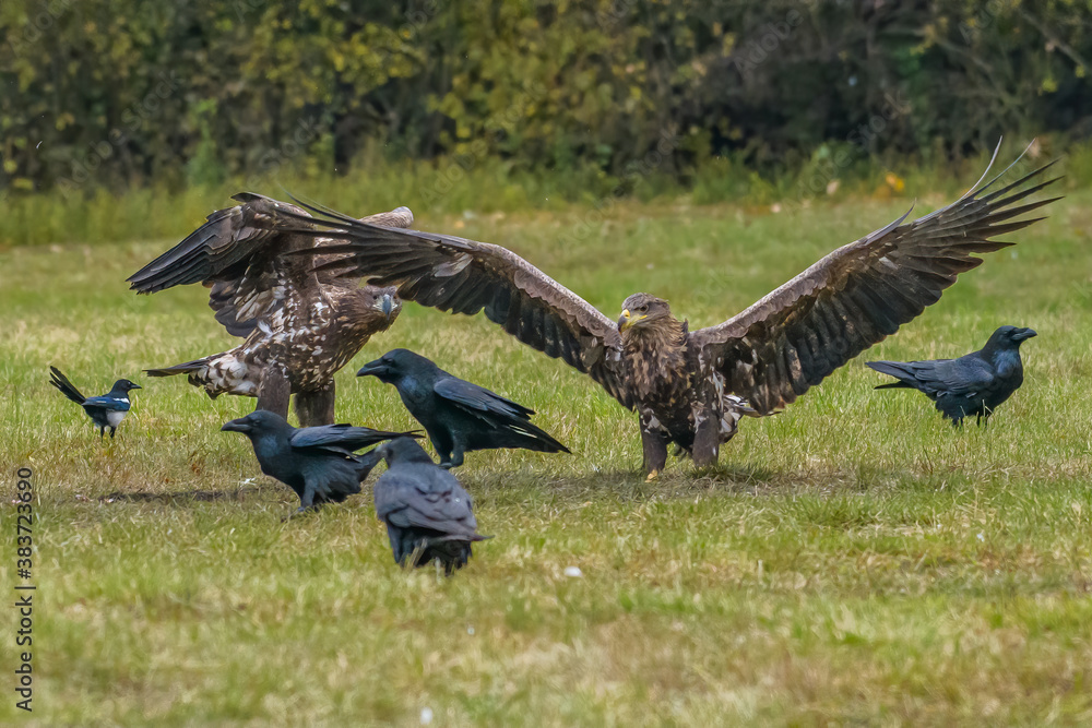 White Tailed Eagle (Haliaeetus albicilla) in flight. Also known as the ern, erne, gray eagle, Eurasian sea eagle and white-tailed sea-eagle. Wings Spread. Poland, Europe. Birds of prey. White Tailed Eagle (Haliaeetus albicilla) in flight. Also known as the ern, erne, gray eagle, Eurasian sea eagle and white-tailed sea-eagle. Wings Spread. Poland, Europe. Birds of prey.