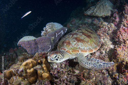 A green sea turtle sits on the reef
