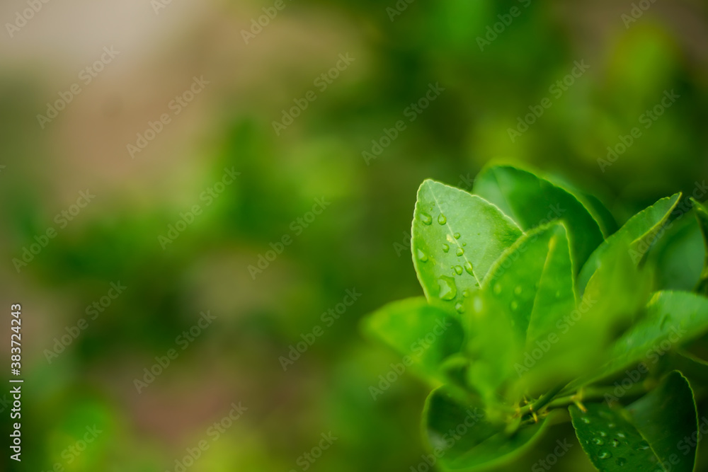 Green leaves texture background, Natural background and wallpaper Green leaves texture background, Natural background and wallpaper