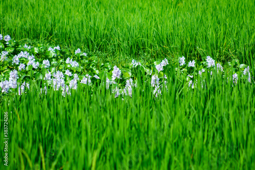 Huge white musk flowers into the biggest green paddy fields