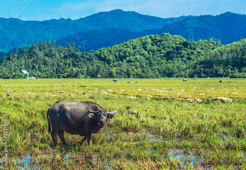 Water Buffalo Standing graze rice grass field meadow sun, forested mountains background, clear sky. Landscape scenery, beauty of nature animals concept summer day © NOVOZHILOV ANDREI