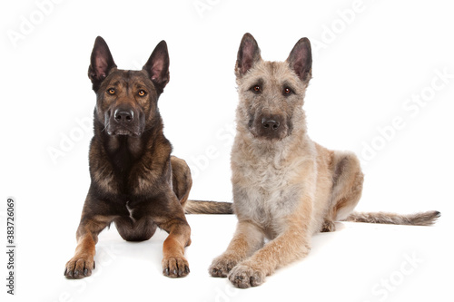 two Belgian shepherd dogs photo