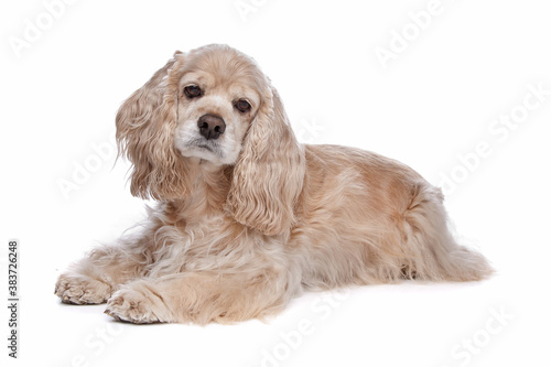 Foto American Cocker Spaniel