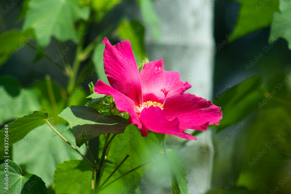 Pink Hawaiian hibiscus flower seven species joba Pink Hawaiian hibiscus flower seven species joba