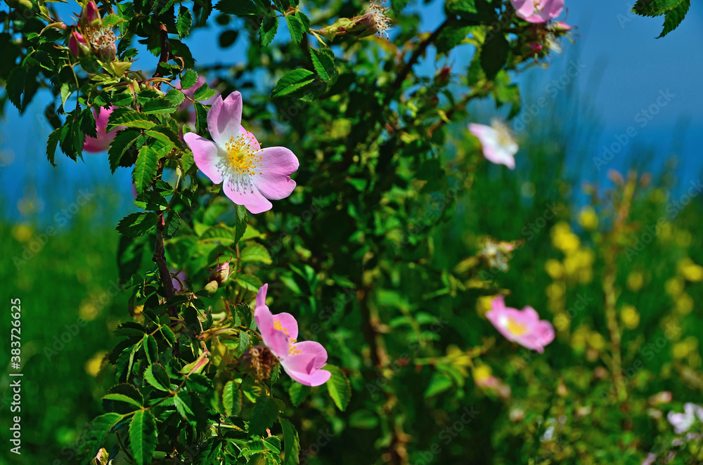 Wild rose of a pink flower. Wild rose with leaves against the sky.