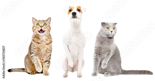 Funny cats and dog sitting together with raised paws isolated on white background