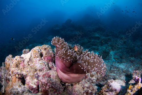 Colorful and healthy soft corals and fish on the Reef