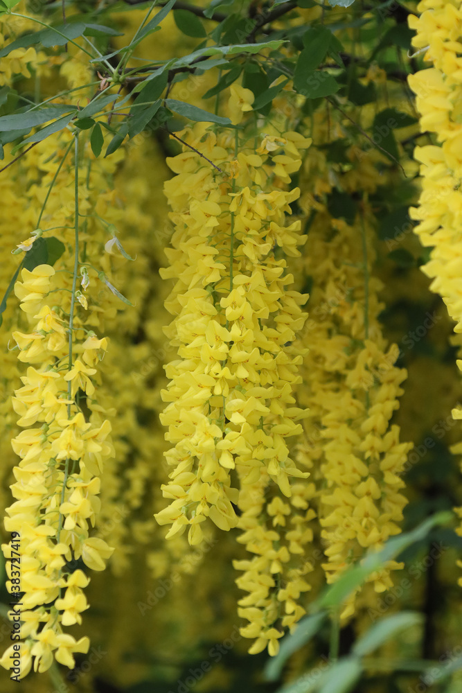 Blooming yellow acacia on a tree.