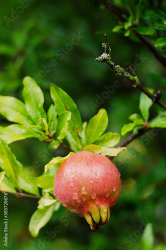 Pomegranate tree with red ripe fruits close-up. 