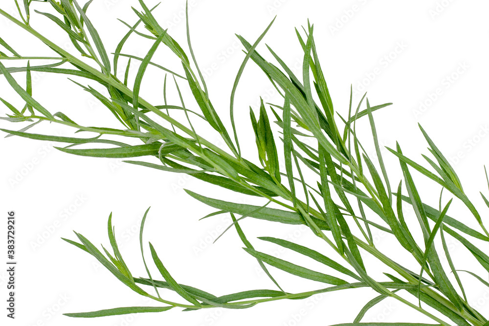 Branch of tarragon isolated on white background