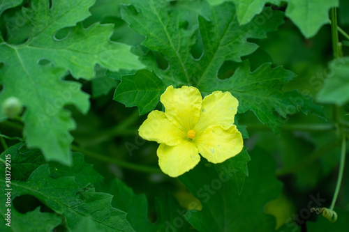 Obraz na plátně Yellow loofah or Dhundal flowers on house the garden
