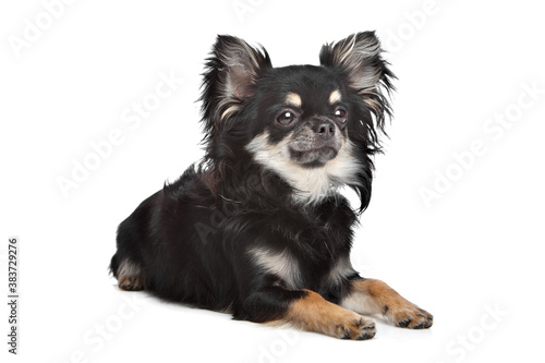 long haired chihuahua photo