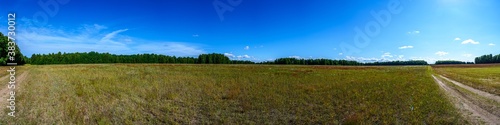 Panorama of a field covered with various flowers and herbs in the background a forest and a blue sky with feather clouds