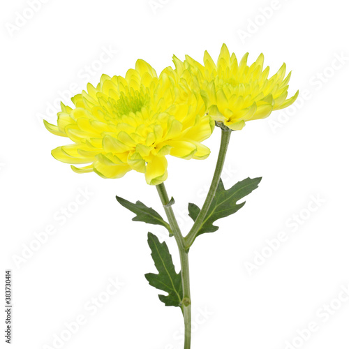 Beautiful chrysanthemum (yellow flowers) isolated on white background