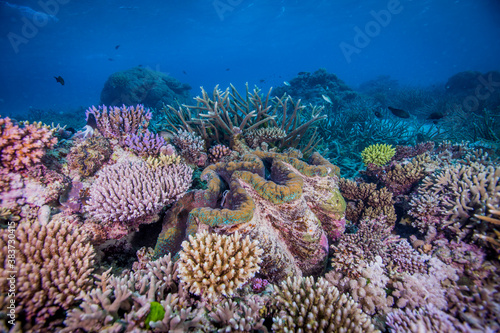 Giant clam surrounded by healthy hard coral on the Great Barrier Reef