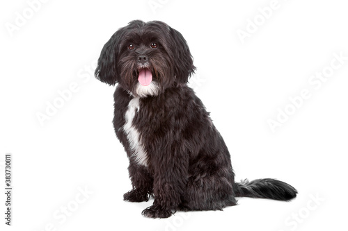 mix tibetan terrier shi ztu photo