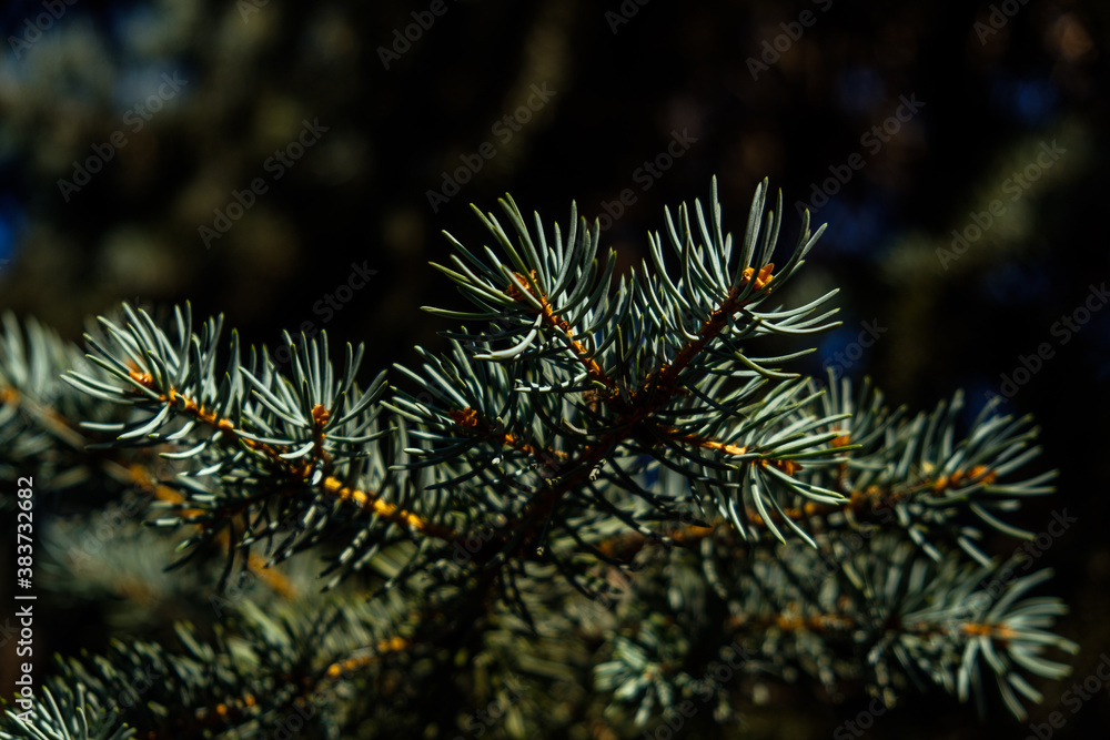 In the photo we see branches of a Christmas tree. Filmed in a low key In the photo we see branches of a Christmas tree. Filmed in a low key