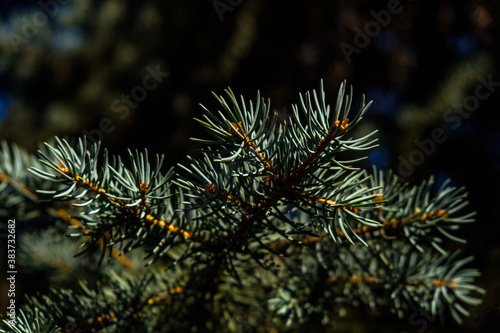 In the photo we see branches of a Christmas tree. Filmed in a low key