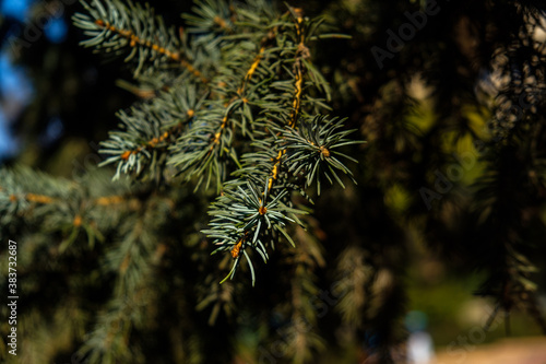 In the photo we see branches of a Christmas tree. Filmed in a low key