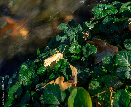 frog in the forest