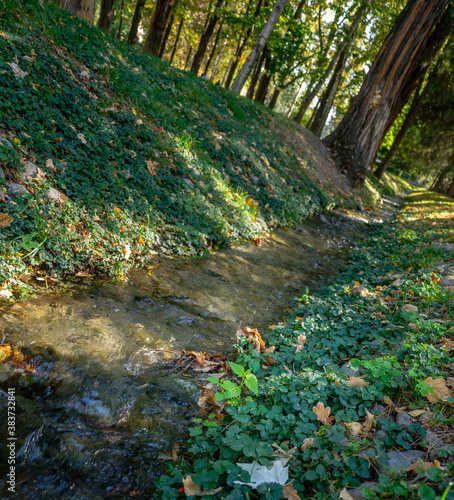 stream in forest
