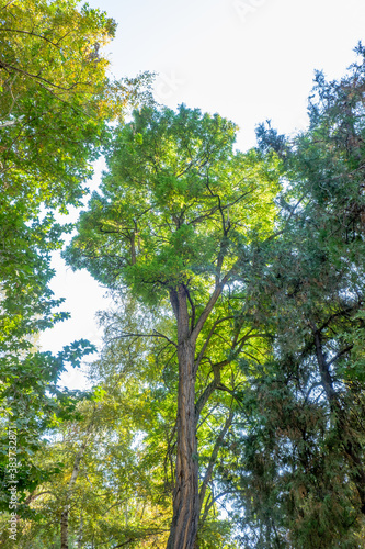 trees in the forest