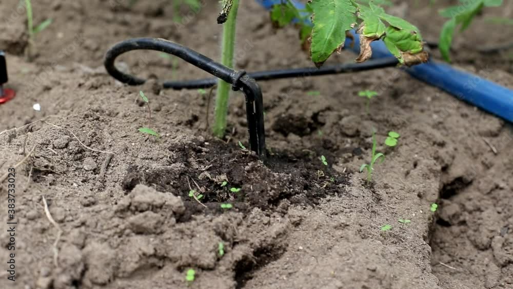 Plants in the greenhouse are watered using drip irrigation. Modern equipment for irrigation in agriculture, industrial Plants in the greenhouse are watered using drip irrigation. Modern equipment for irrigation in agriculture, industrial