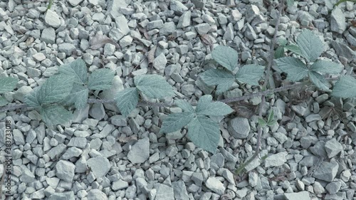 Wallpaper Mural Repent blackberry (Rubus) sprout growing over graveled ground, covered with white dust, slow camera movement righ to left, close up Torontodigital.ca
