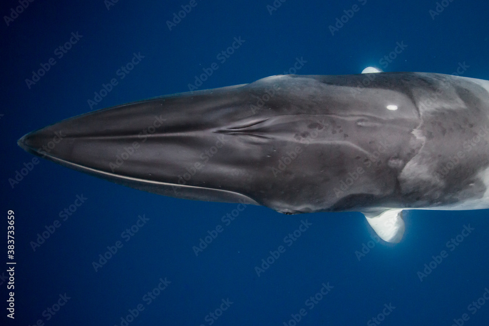 Fototapeta premium A Minke Whale, a small species of whale found on the Great Barrier Reef