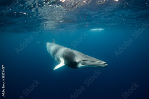 A Minke Whale, a small species of whale found on the Great Barrier Reef © Jemma Craig