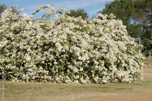 white bougainvillea in full bloom Blackall western Queensland photo