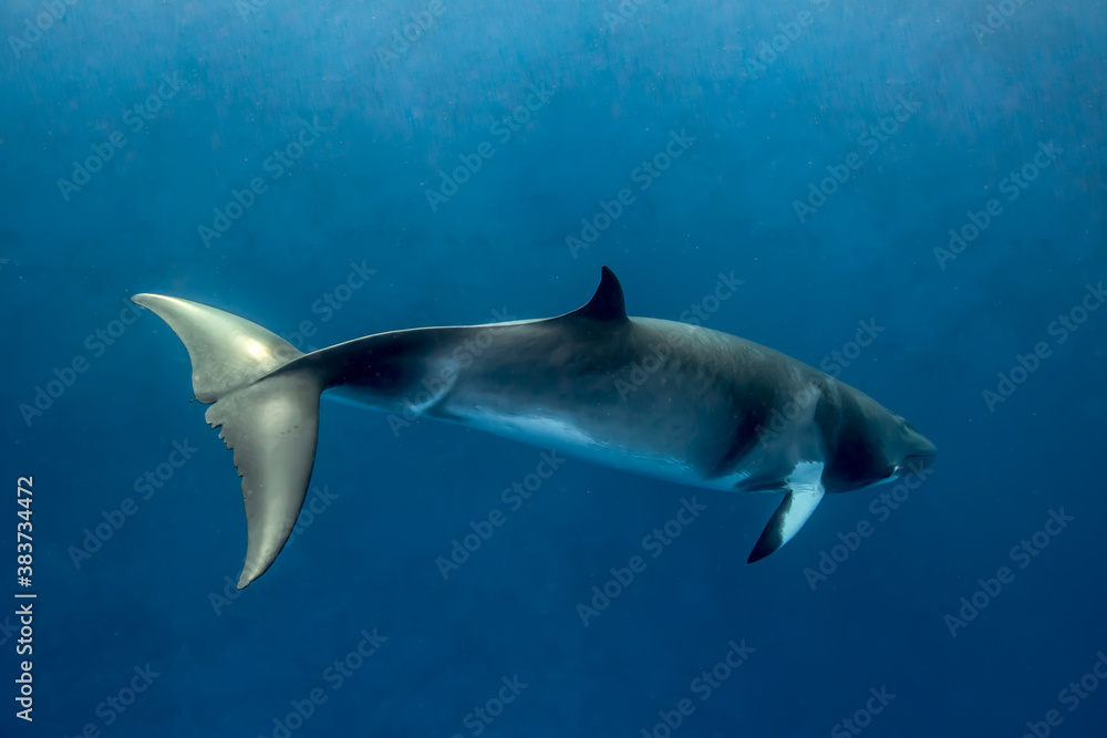 A Minke Whale, a small species of whale found on the Great Barrier Reef A Minke Whale, a small species of whale found on the Great Barrier Reef