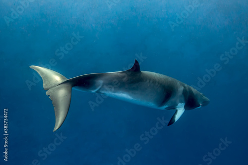 A Minke Whale, a small species of whale found on the Great Barrier Reef