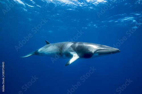 A Minke Whale, a small species of whale found on the Great Barrier Reef © Jemma Craig