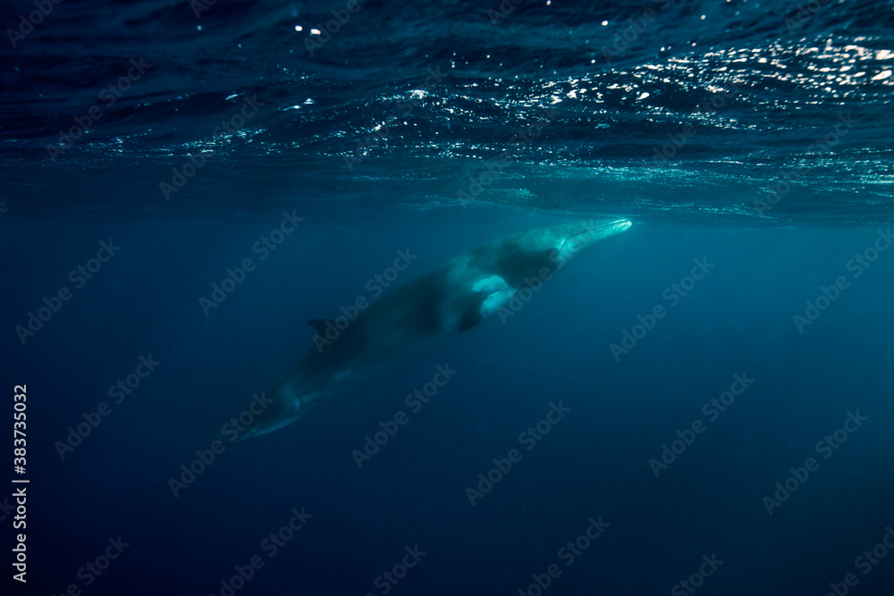 Obraz premium A Minke Whale, a small species of whale found on the Great Barrier Reef