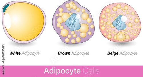 Brown adipocyte beige adipocyte white adipocyte vector illustration eps photo