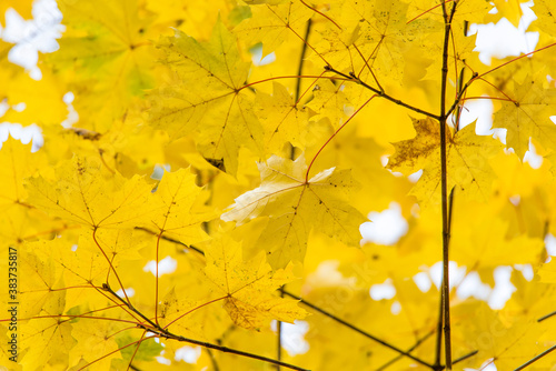 Yellow autumn maple leaves and branches. background