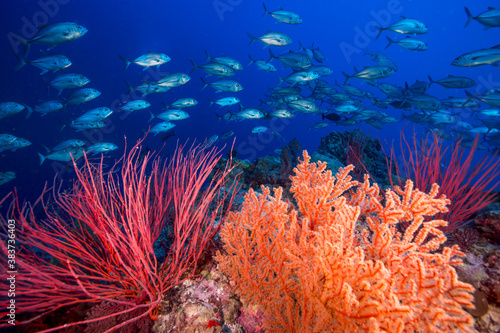 Colorful soft corals and fish on the Great Barrier Reef