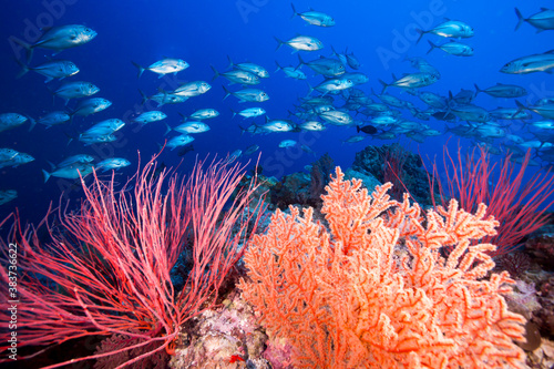 Fototapeta Naklejka Na Ścianę i Meble -  Colorful soft corals and fish on the Great Barrier Reef