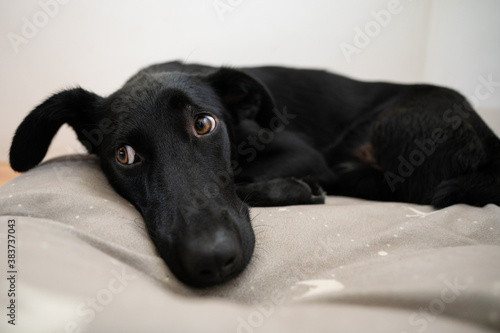 Cute black shepherd dog lying on her bed