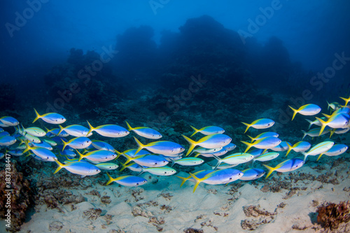 A school of yellow tail fusilier swim over the reef
