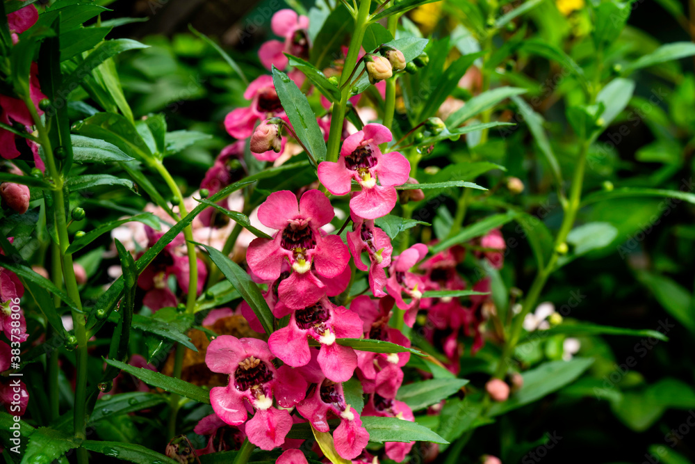 Pink Vanda, (Orchidaceae) Small pink petals ,Blurred background.