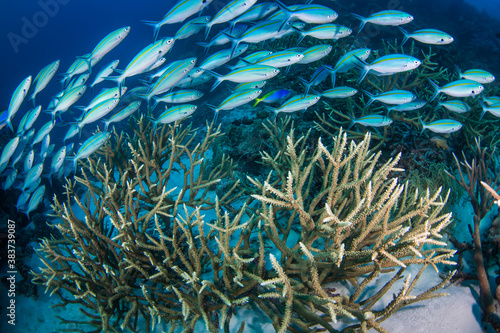 Fototapeta Naklejka Na Ścianę i Meble -  A school of fish on the reef