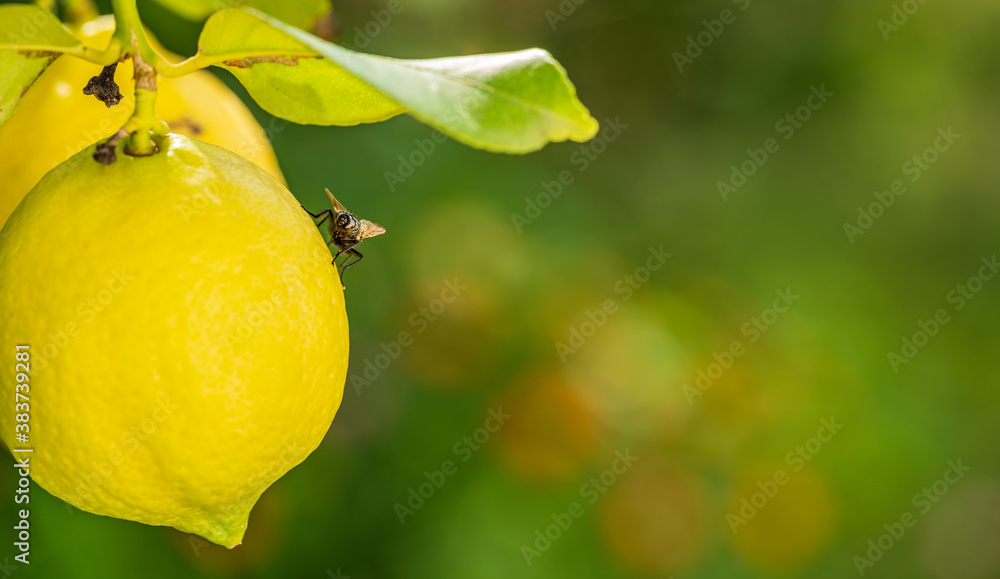 Fly over lemon on tree with blurred background for text
