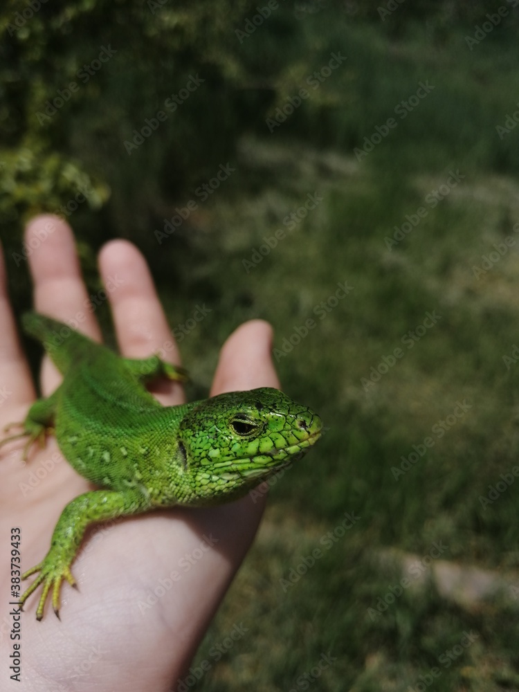 lizard on the palm lizard on the palm