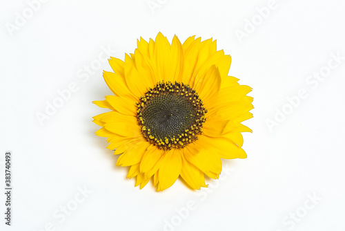 Sunflower isolated on white background.  Seeds and oil. Flat lounger  top view
