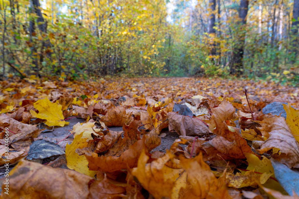 Autumn landscape, forest in autumn, yellow leaves. Beautiful background or screen saver on the phone and computer Autumn landscape, forest in autumn, yellow leaves. Beautiful background or screen saver on the phone and computer