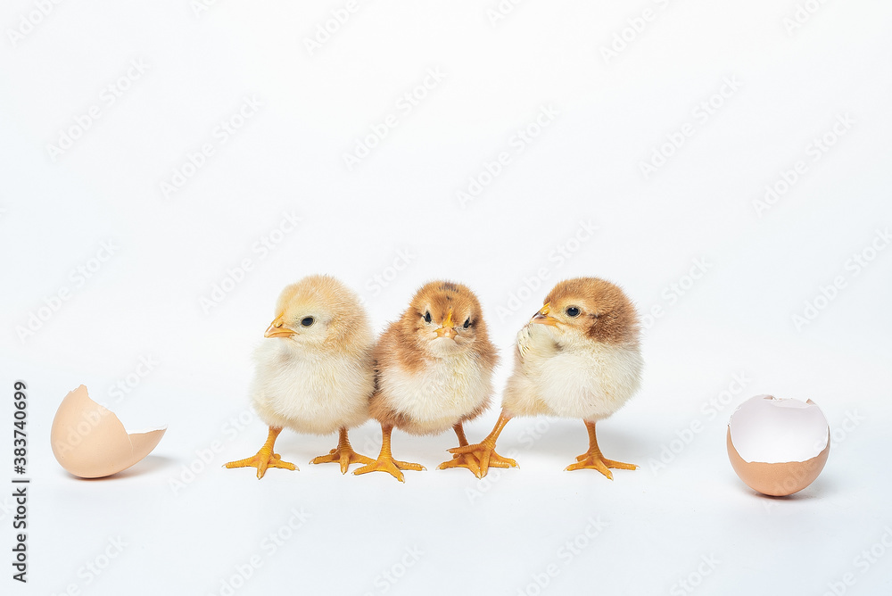  three cute little chicken and a shell from eggs on white background