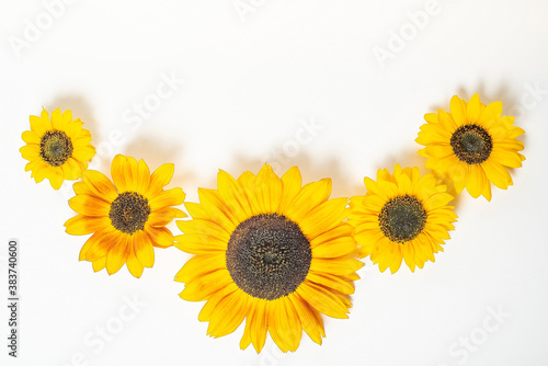 Sunflowers on a white background with copy space. Floral close-up. Flat lay top-down composition with beautiful sunflowers. Top view of five  sunflowers.